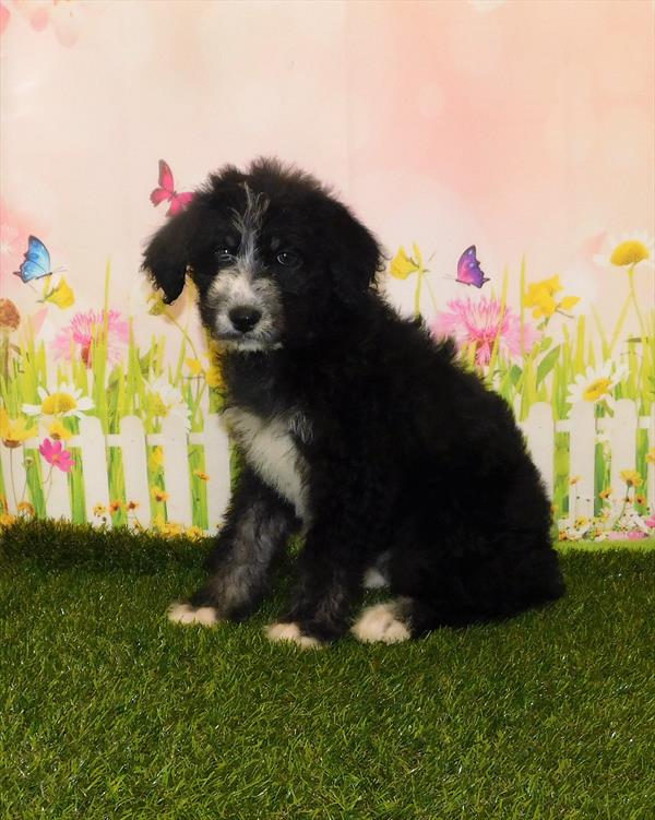 HuskiPoo-DOG-Female-Black White / Tan-1531-Petland Woodlands, TX