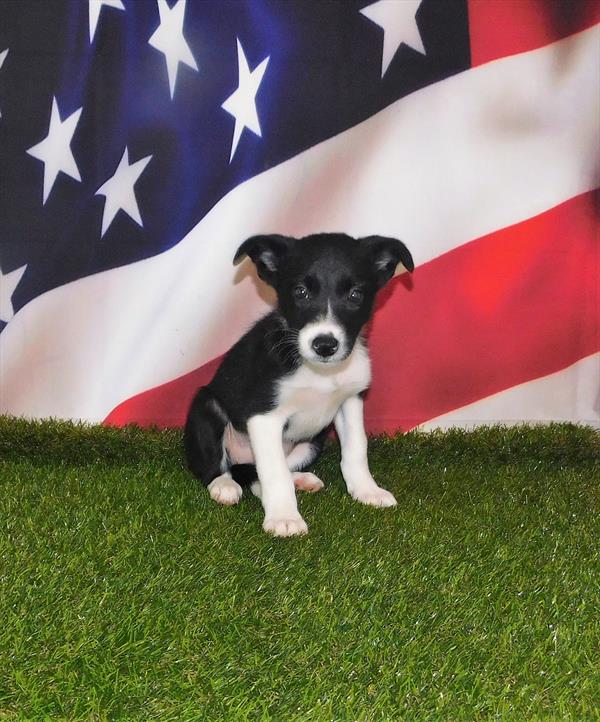 Border Collie-DOG-Female-Black / White-1532-Petland Woodlands, TX