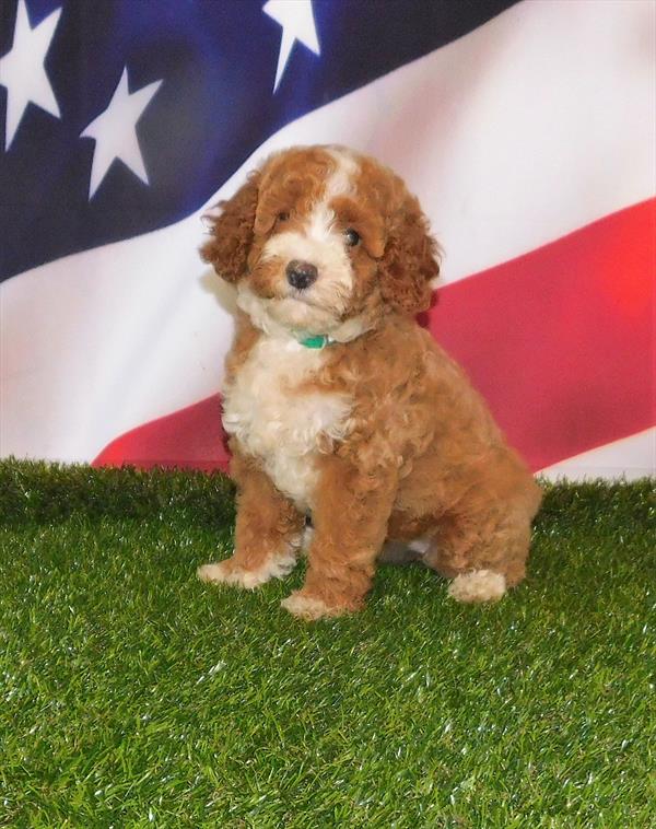 Poodle-DOG-Female-Red-1533-Petland Woodlands, TX