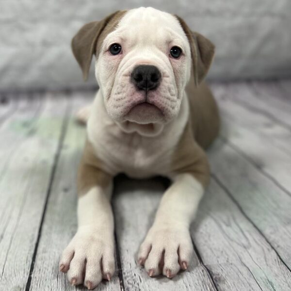 Olde Bulldog-DOG-Male-White & Lilac-194-Petland Woodlands, TX