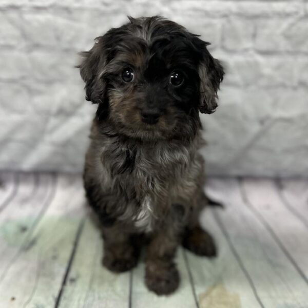 Cavapoo-DOG-Female-Blue Merle-203-Petland Woodlands, TX