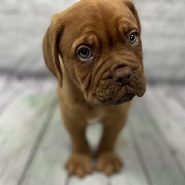 Dogue De Bordeaux-DOG-Male-Red-202-Petland Woodlands, TX