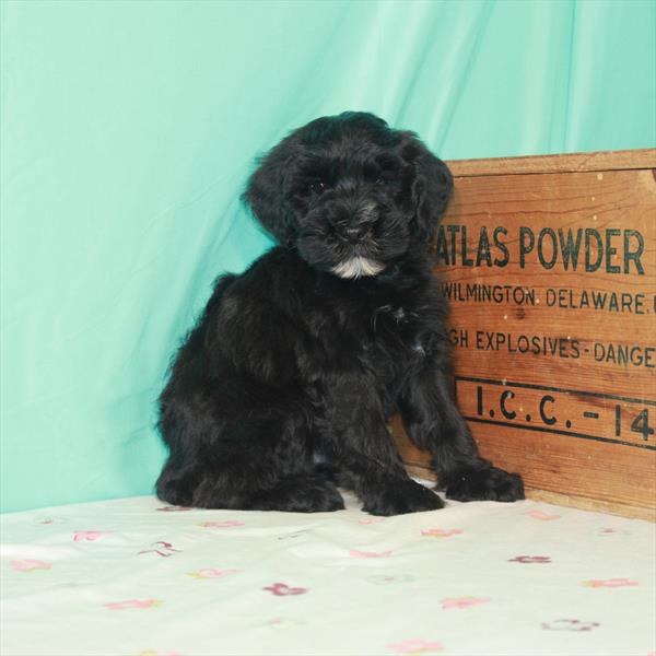 Mini Whoodle-DOG-Male-Black Sable-1577-Petland Woodlands, TX
