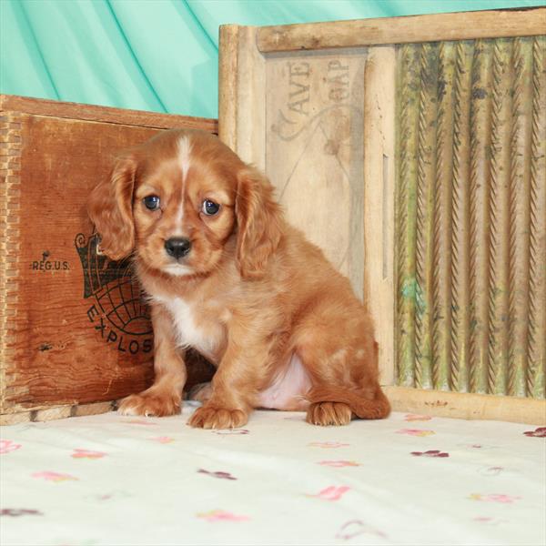 Cavalier King Charles Spaniel-DOG-Male-Ruby-1578-Petland Woodlands, TX