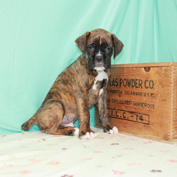 Boxer DOG Male Brindle 1579 Petland Woodlands, TX
