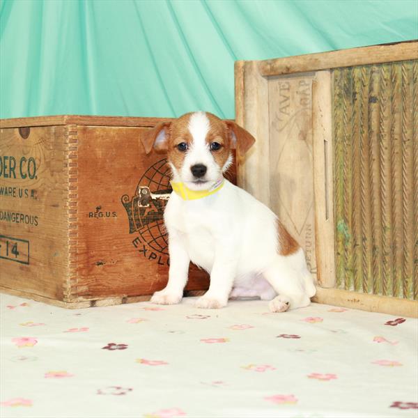 Jack Russell Terrier-DOG-Male-White / Red-1580-Petland Woodlands, TX