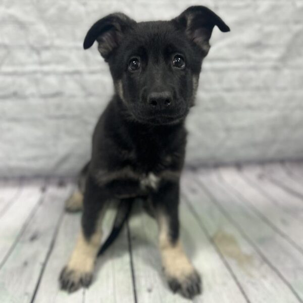 German Shepherd-DOG-Female-Black & Silver-198-Petland Woodlands, TX