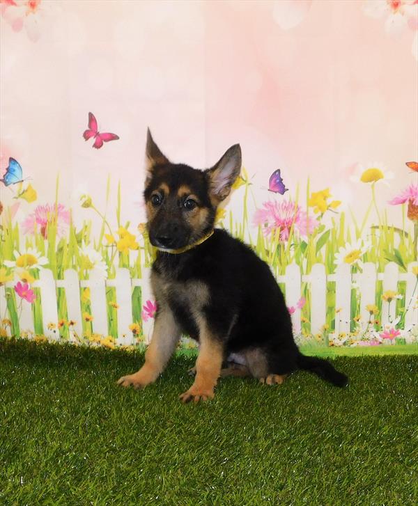 German Shepherd-DOG-Male-Black / Tan-1581-Petland Woodlands, TX