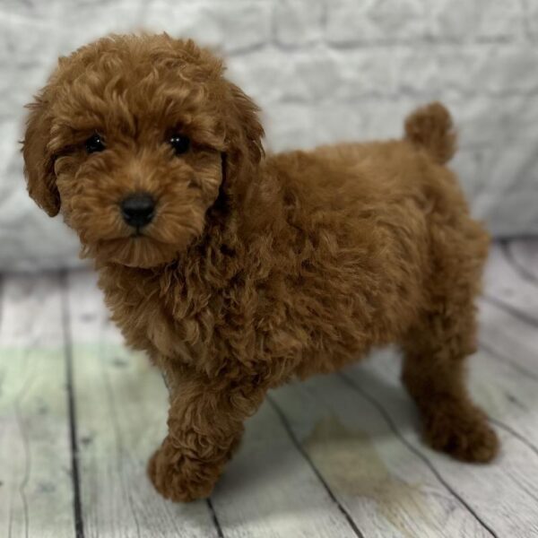 Mini Poodle-DOG-Male-Red-193-Petland Woodlands, TX