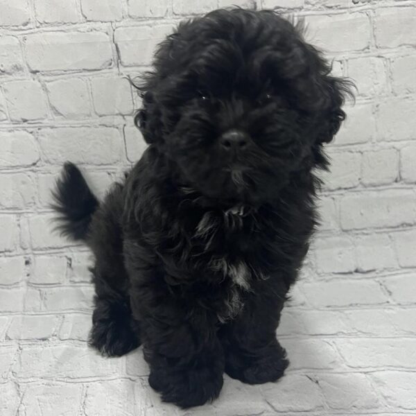 Shipoo-DOG-Male-Black & White-197-Petland Woodlands, TX