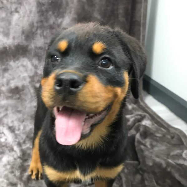 Rottweiler-DOG-Female-Black / Tan-1477-Petland Woodlands, TX