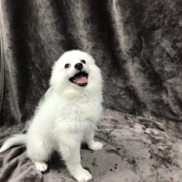 American Eskimo-DOG-Female-white-1582-Petland Woodlands, TX