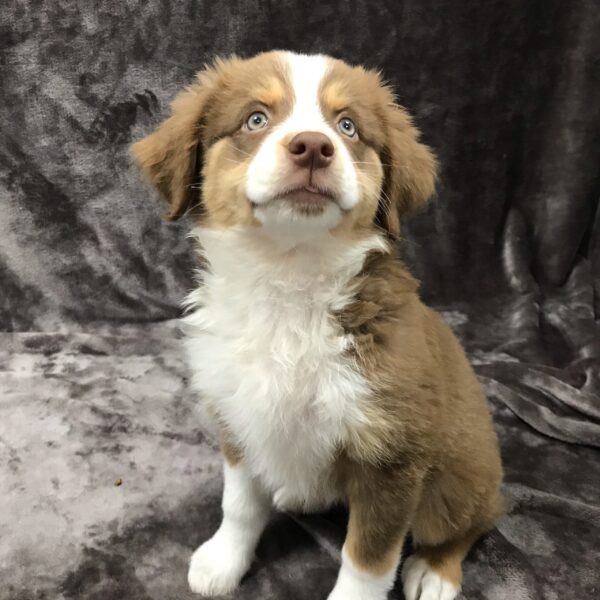 Miniature Australian Shepherd-DOG-Female-Choc/tan/wht-1584-Petland Woodlands, TX