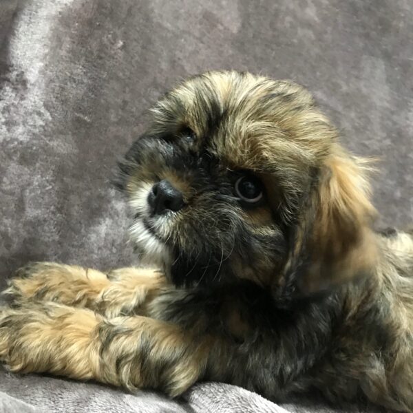 Lhasa Apso-Cavalier-DOG-Male-Dark golden-1586-Petland Woodlands, TX