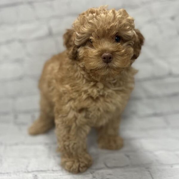 Poodle-DOG-Female-Apricot-207-Petland Woodlands, TX