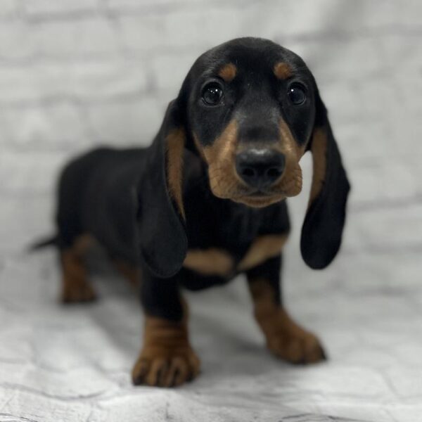 Dachshund-DOG-Male-Black & Tan-209-Petland Woodlands, TX