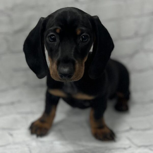 Dachshund-DOG-Female-Black & Tan-210-Petland Woodlands, TX