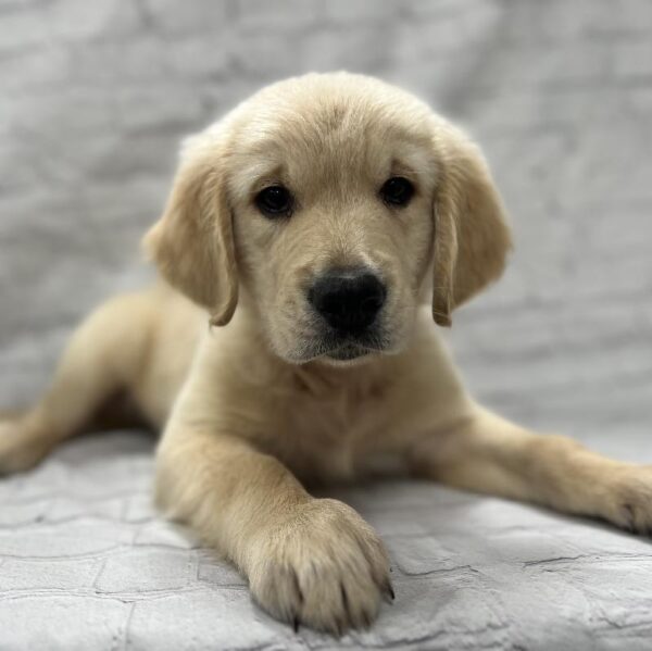 Golden Retriever-DOG-Male--213-Petland Woodlands, TX