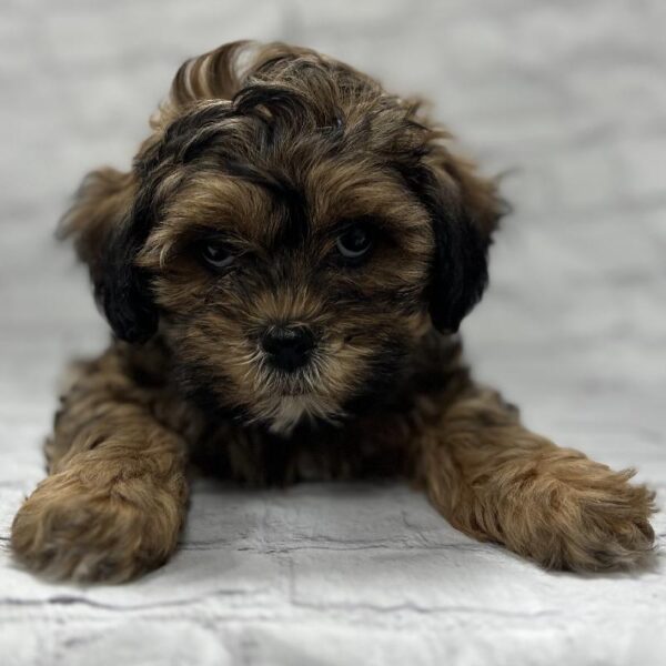 Shipoo-DOG-Male-Brown-212-Petland Woodlands, TX