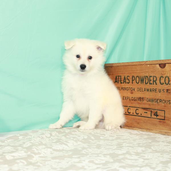 American Eskimo Dog-DOG-Male-White-1671-Petland Woodlands, TX