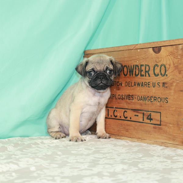 Pug-DOG-Male-Fawn-1674-Petland Woodlands, TX