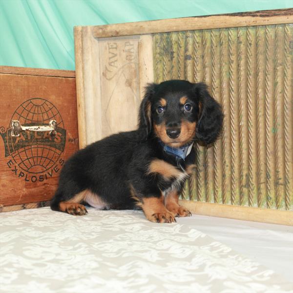 Dachshund-DOG-Male-Black / Tan-1675-Petland Woodlands, TX