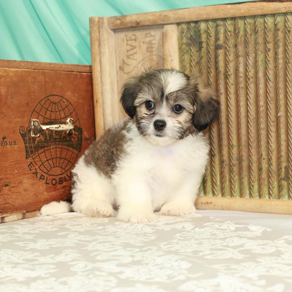 Havapeke-DOG-Male-White / Gold-1676-Petland Woodlands, TX