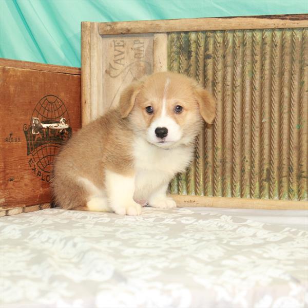 Pembroke Welsh Corgi-DOG-Male-Red / White-1677-Petland Woodlands, TX