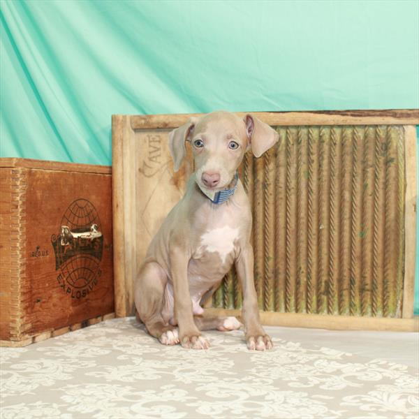 Italian Greyhound-DOG-Male-Blue Fawn-1725-Petland Woodlands, TX