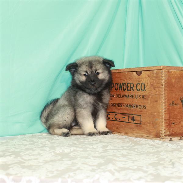 Keeshond-DOG-Female-Black / Silver-1727-Petland Woodlands, TX