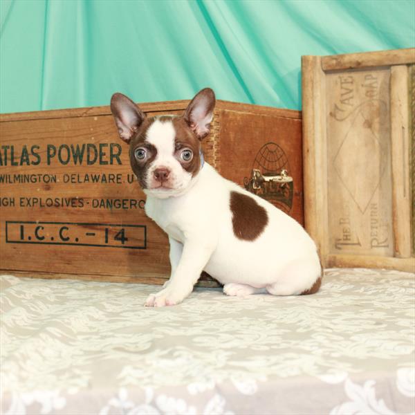 Boston Terrier-DOG-Female-White / Seal-1728-Petland Woodlands, TX