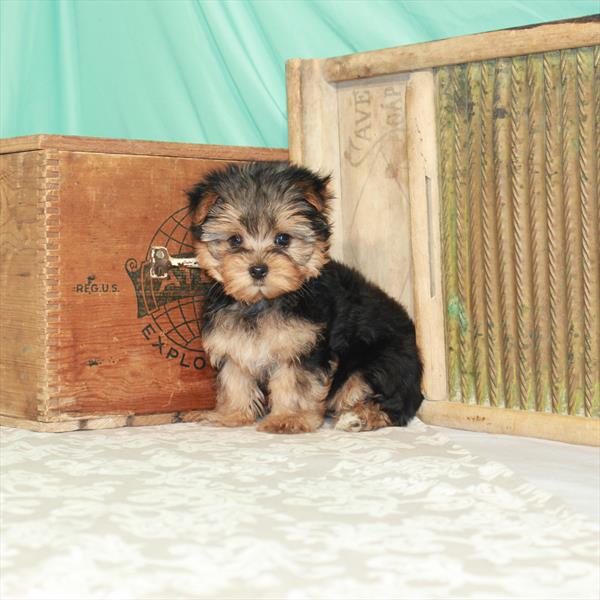 Yorkie-DOG-Female-Black / Tan-1730-Petland Woodlands, TX