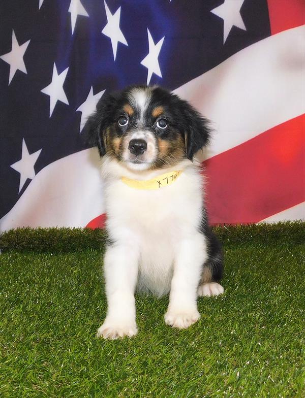 Australian Shepherd-DOG-Female-Black-1731-Petland Woodlands, TX