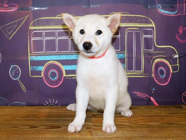 Shiba Inu-DOG-Female-Cream-1732-Petland Woodlands, TX