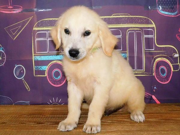 Golden Retriever-DOG-Male-Light Golden-1733-Petland Woodlands, TX