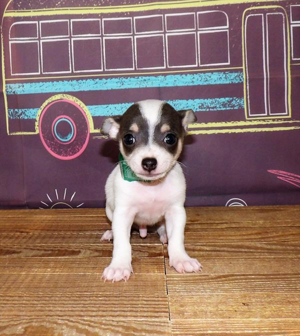 Chihuahua-DOG-Male-Blue Fawn / White-1734-Petland Woodlands, TX