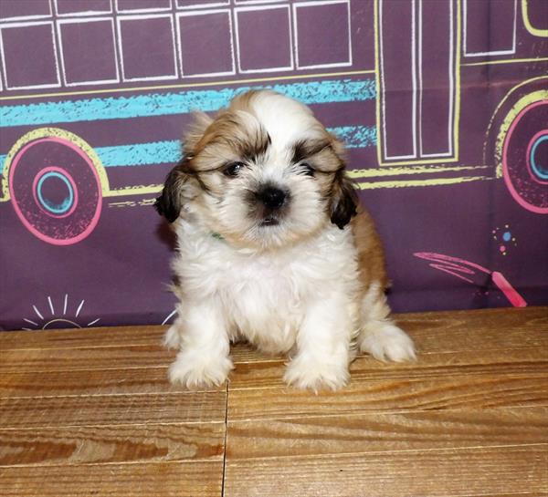 Shih Tzu-DOG-Male-Gold / White-1735-Petland Woodlands, TX