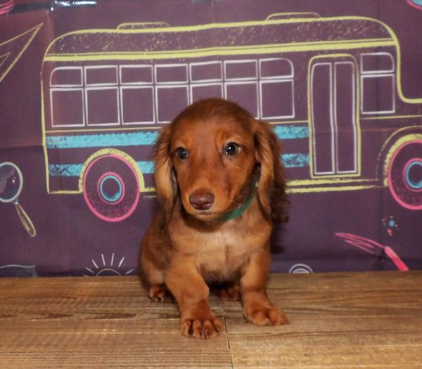 Dachshund-DOG-Female-Red Sable-1736-Petland Woodlands, TX