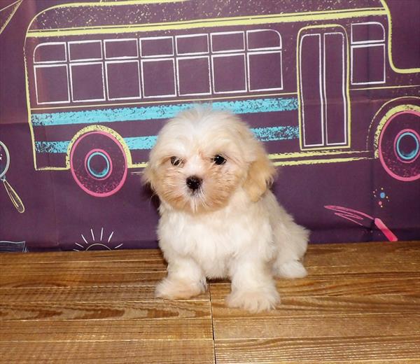 Lhasa Apso-DOG-Female-Cream-1737-Petland Woodlands, TX