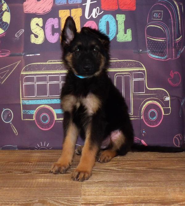 German Shepherd-DOG-Male-Black / Tan-1738-Petland Woodlands, TX