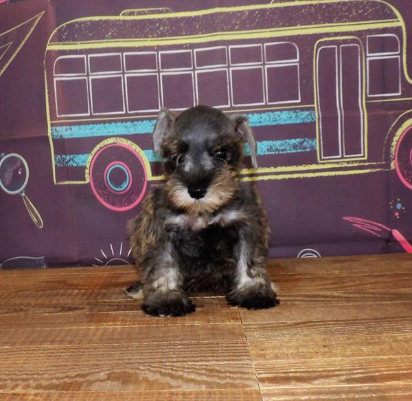 Mini Schnauzer-DOG-Female-Salt / Pepper-1740-Petland Woodlands, TX