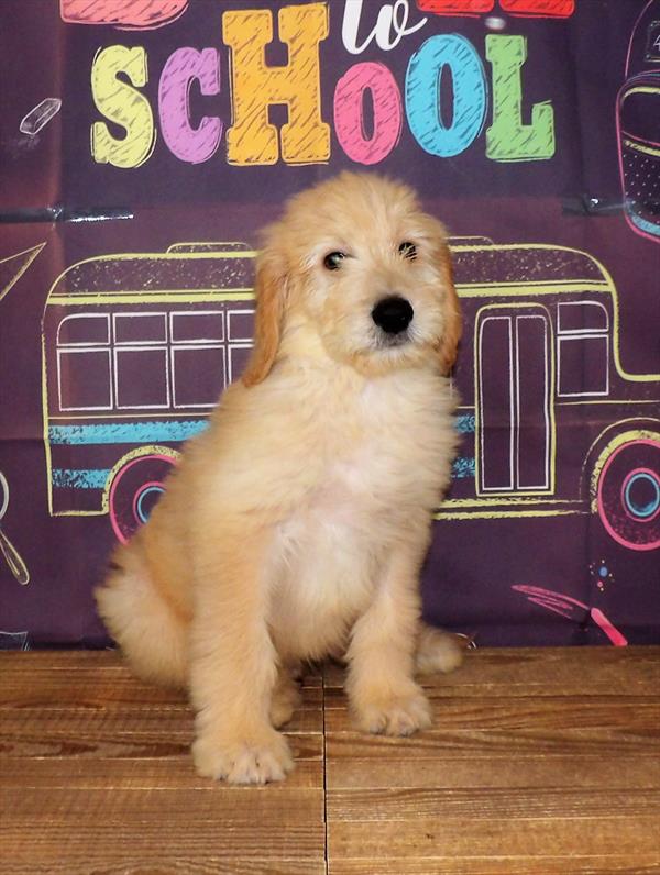 Goldendoodle-DOG-Male-Light Golden-1742-Petland Woodlands, TX