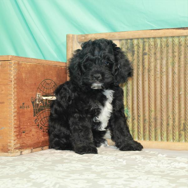 Cockapoo-DOG-Male-Black / Tan-1786-Petland Woodlands, TX
