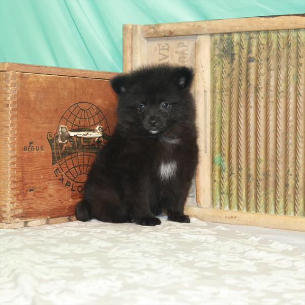 Pomeranian-DOG-Male-Black-1787-Petland Woodlands, TX