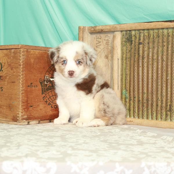 Miniature Australian Shepherd-DOG-Male-Red Merle-1788-Petland Woodlands, TX