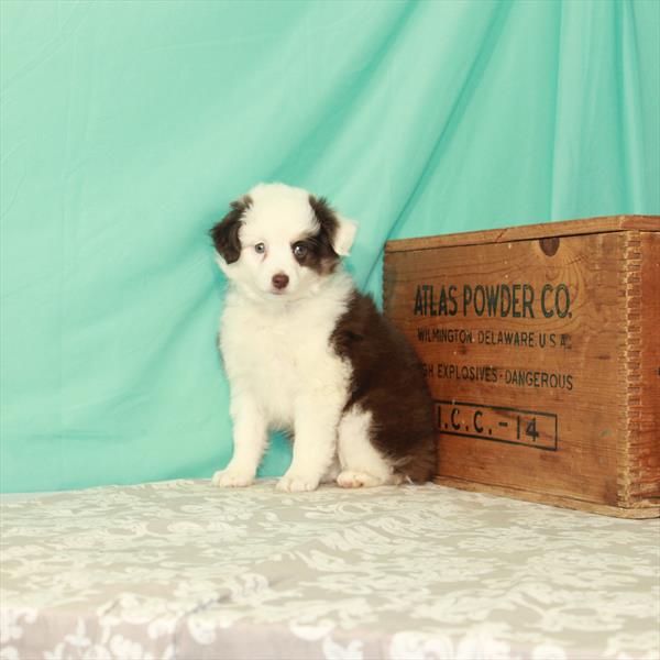 Miniature Australian Shepherd-DOG-Female-Red-1789-Petland Woodlands, TX
