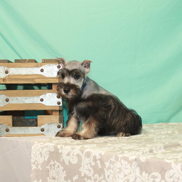 Mini Schnauzer-DOG-Male-Salt / Pepper-1790-Petland Woodlands, TX