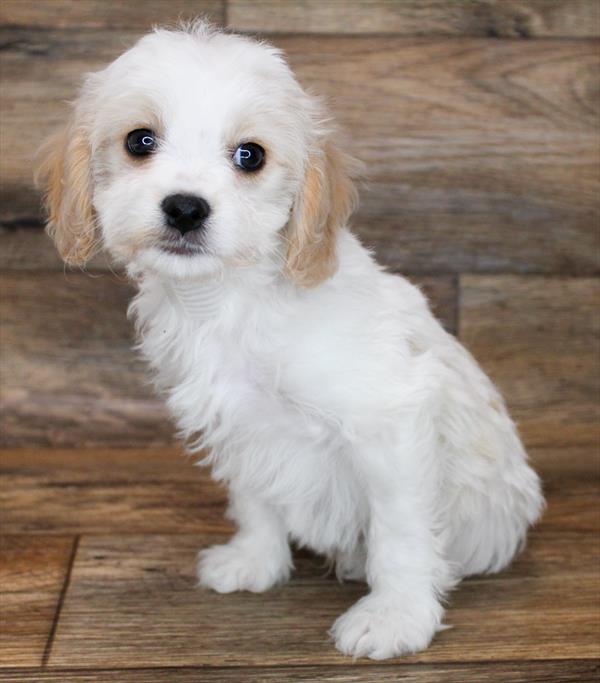 Cavachon-DOG-Male-White / Apricot-1791-Petland Woodlands, TX