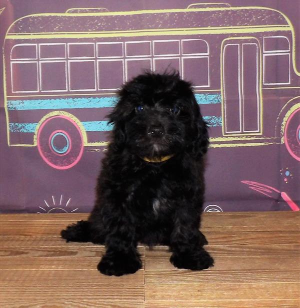Yorkie-Poo-DOG-Male-Brindle-1792-Petland Woodlands, TX