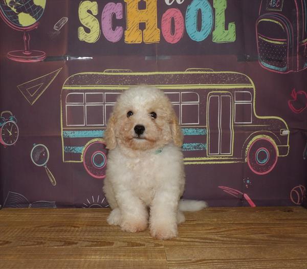 Cavapoo-DOG-Male-Blenheim-1793-Petland Woodlands, TX